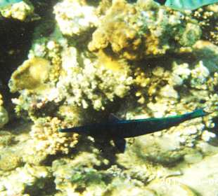 Leben im Wasser 3-8 m Tiefe