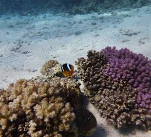 Einmalie Erlebnisse mit Mo´s Delfinen