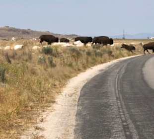 Bison auf dem Weg zur Wasserstelle 