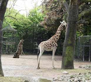 Die Giraffen im Außnbereich