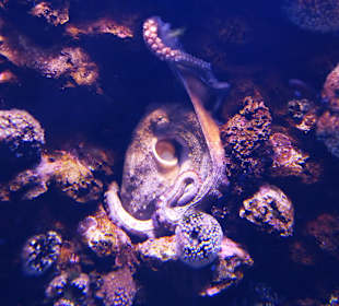 Ein versteckter Krake