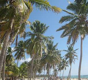 Palmen, Palmen, Palmen