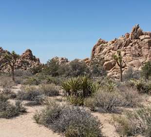 Joshua Tree National Park