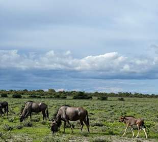 Etosha Park Natur und Tiere