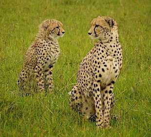 Gepardenmama mit Kleinem