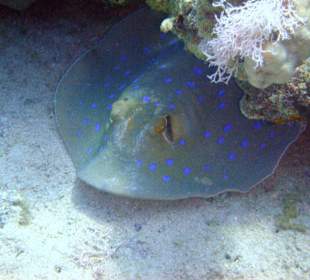 Blaupunktstechrochen