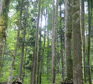 Märchenwald bei Ruhpolding