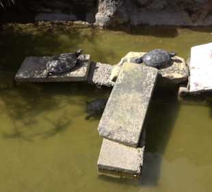 Malta Falconry Centre