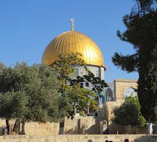 Nahaufnahme durch die Bäume