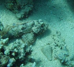 Drachenkopf am Hausriff