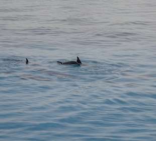 Delfin Tour Hurghada