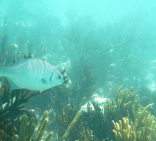 Hausriff Hotel Catalonia Royal Tulum