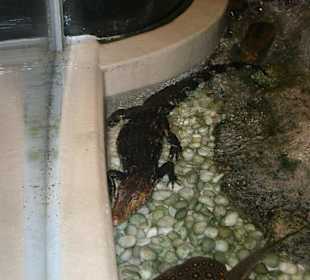 Es gibt auch Krokodile