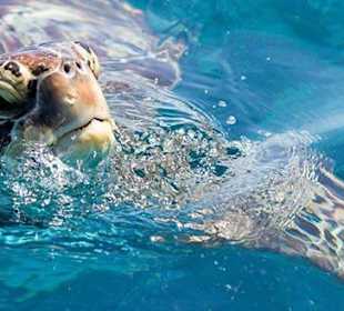 Fantastische Unterwasserwelt 