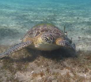 Schildkröten in der  Bucht von Abu Dabbab