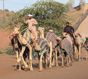 Kamele in Ajman auf der Strecke nach Dubai
