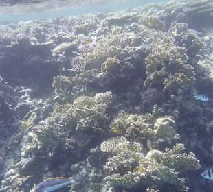 Knapp unter dem Wasser 