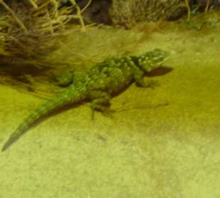 Grüner junger Leguan