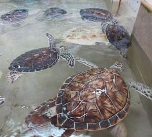 Schildkröten-Farm