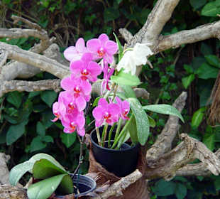 Loro Park - Pflanzen