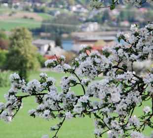 Blütenmeer am Ossiacher See