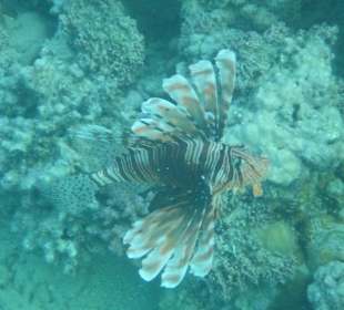 Schnorcheln Makadi Bay