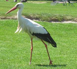 Storch schreitet offen durch den Park