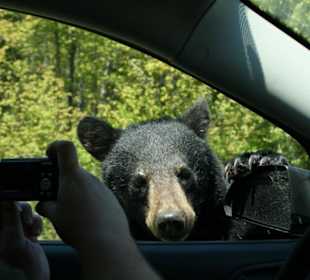 Freundlich grüßender Bär