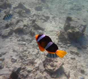 Unterwasserwelt Musandam