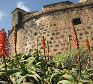 Castillo de San José - Stilleben