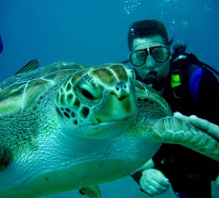 Schildkröten  zum anfassen