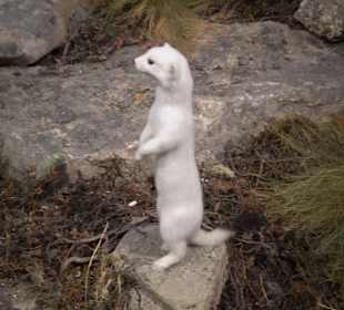 Zoologisches Forschungsmuseum Alexander Koenig