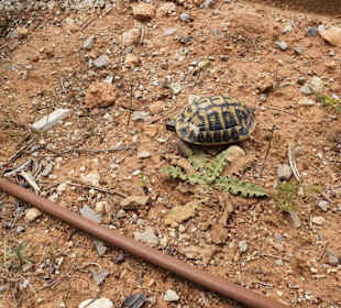 Freilebende Schildkröten.