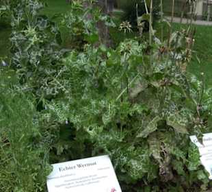 Andechser Kräutergarten