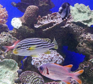 Unendlich viele Arten