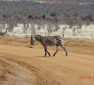 Ein echter Zebrastraifen