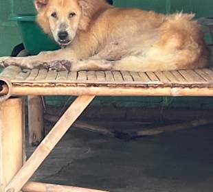 Dog and Cat Rescue Samui Foundation