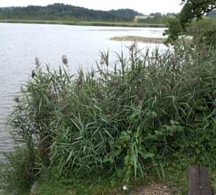 Maisinger See Maising