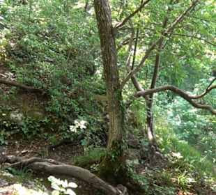 Premiumwanderweg "hochgelegen"
