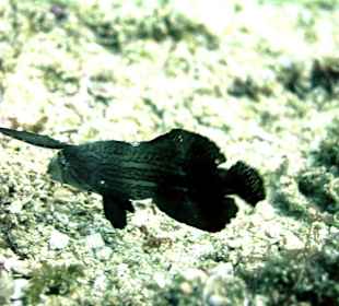 Anglerfisch