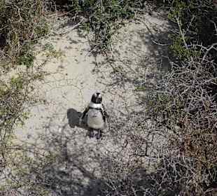 Boulders Beach