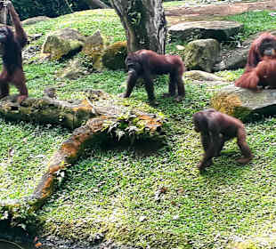 Singapur Zoo
