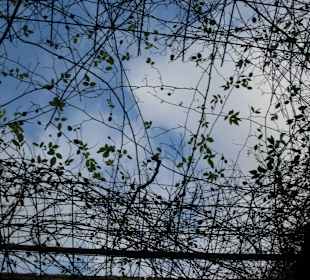 Gartenanlge der Burg