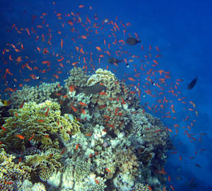 Hausriff Tulip Resort