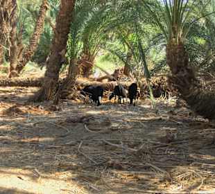 Rundgang auf Elephantine