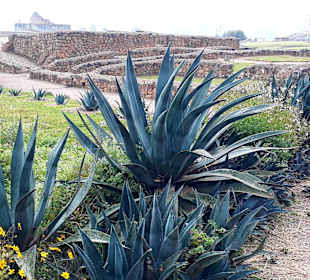Inka Ruine Ingapirca