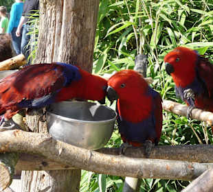 Vogelpark - handzahme Papageien