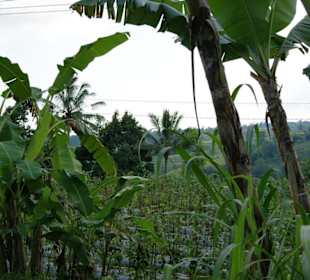 Reisterrassen auf Bali