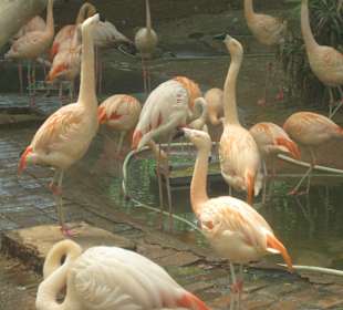 Peking - Zoo