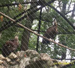 Zwierzaki z krakowskiego Zoo.